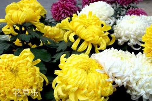 菊花花语大全，其中雏菊花语含义最完美