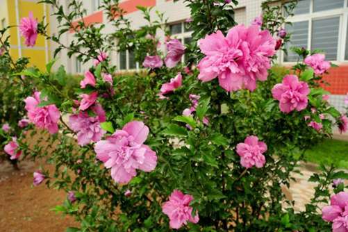 木槿花怎么养，掌握这四点技巧让木槿花大色艳