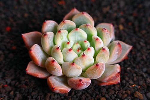 红爪多肉植物的养殖，红爪怎么养才能成为“带刺的莲花”