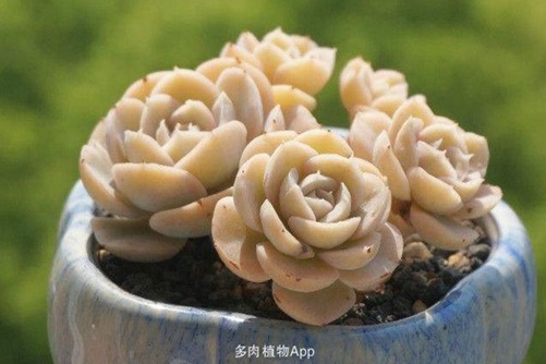 海琳娜怎么种，4种养护方法就能种出亭亭玉立的西施海琳娜多肉