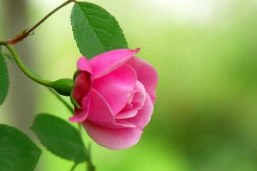 月季花图片，四时如春情满怀 月月花谢花又开