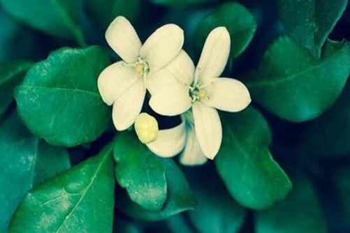 云香花图片，云香花唾影 波散雨吹愁
