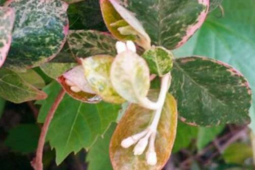 花叶络石怎么养？叶比花更美 把握这几点常年都有“花”赏