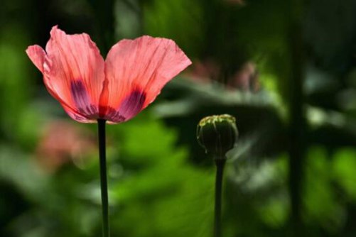罂粟花种植方法，罂粟花不能随便种，花美却有毒