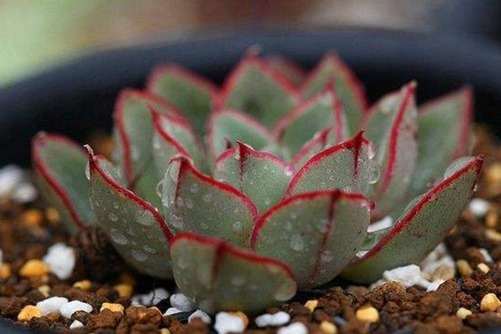 十二星座的多肉植物 哪款多肉代表你的星座