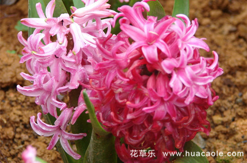 十二月的花语：风信子