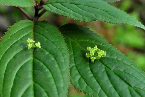 叶子上开花结果的植物您见过吗?它就是青荚叶