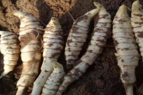 地笋的功效与作用，地笋堪比冬虫夏草，价格还实惠