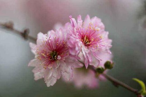 麦李图片，麦李 花开如云，花落似海
