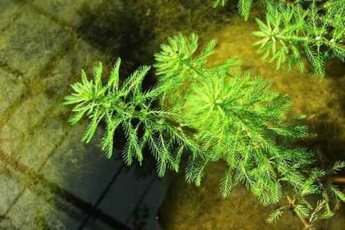 狐尾藻图片，狐尾藻 植物界的网红，就是这么拽