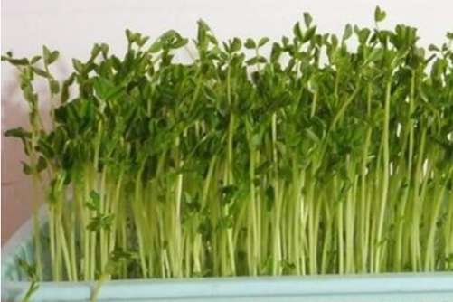 芽苗菜如何种植？学会这招，芽苗菜你在家就可以种植