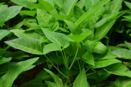空心菜种植方法与养护注意事项