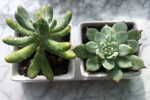 刚买回来的多肉能晒太阳吗，多久才能晒太阳呢
