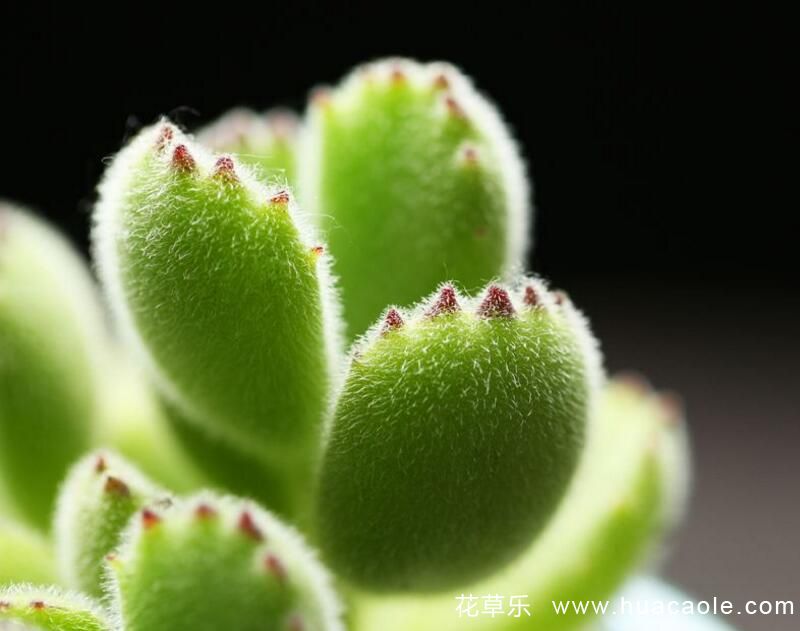 熊童子怎么养，多肉熊童子的种植和养护技巧