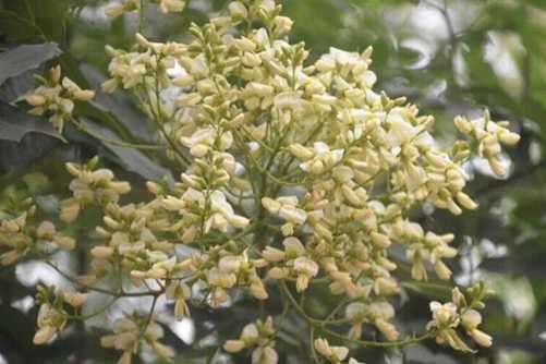 槐花图片，茶袅袅秋风多 槐花半成实