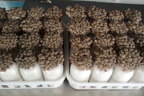 蟹味菇的营养价值，食用蟹味菇的注意事项
