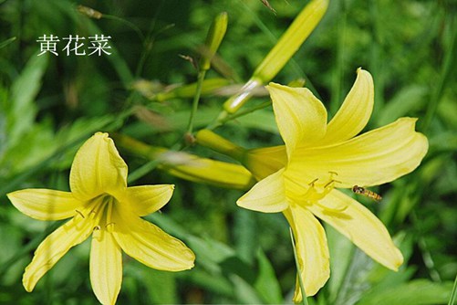 萱草，黄花菜和百合不要再傻傻分不清楚了，花儿相似效果却是不一样