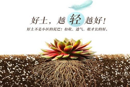 种植多肉的土可以直接用园土吗?什么土种植的多肉才漂亮 