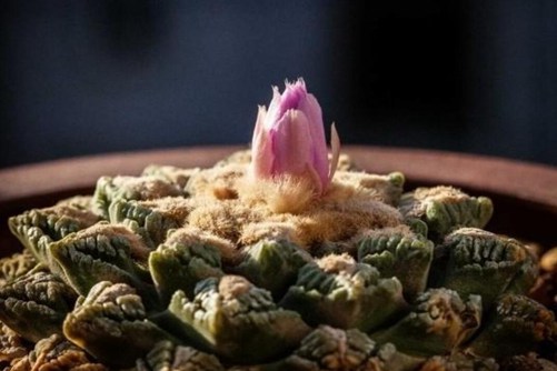 龟甲牡丹图片，欣赏熊猫级龟甲牡丹花开的惊艳