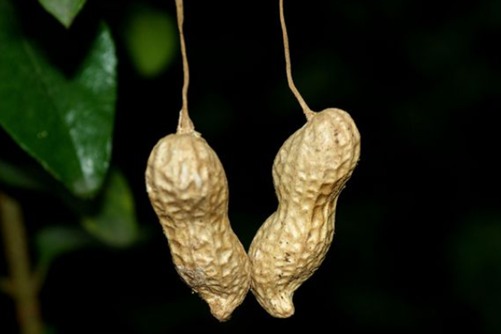 吃花生会胖吗？吃花生能减肥还是增肥？别纠结了答案在这里