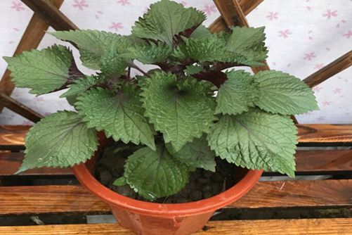 阳台养这四盆花，药费不用花钱 ，还能清火润肺抗病毒