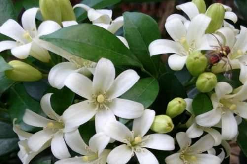 七里香花图片，月华冷处欲迎人 七里香风生满路