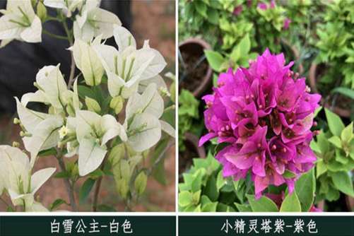 这26种三角梅，您养过或见过其中哪几种