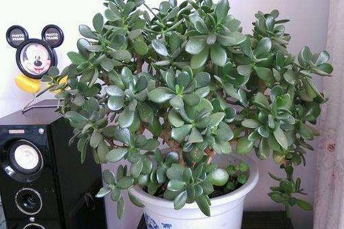 厚脸皮的养殖方法,厚脸皮植物这样养叶肥根壮
