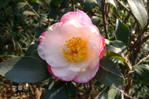 清雅、谦让、理想的爱：茶梅花语