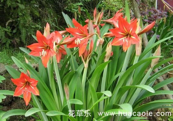 花语大全：孤挺花的花语及孤挺花简介