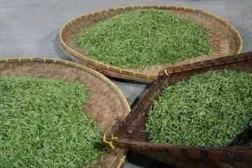 婺源毛尖图片，商人重利轻别离 前月浮梁买茶去