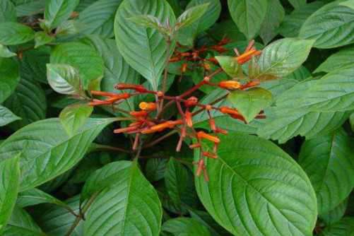 希茉莉的养殖方法，这样养殖花开大半年