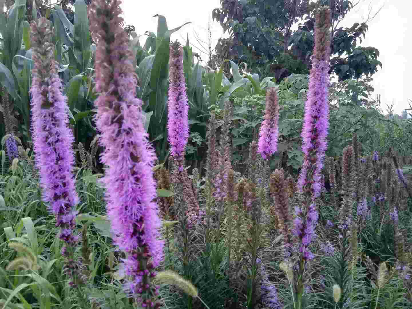 蛇蝎美人蛇鞭菊