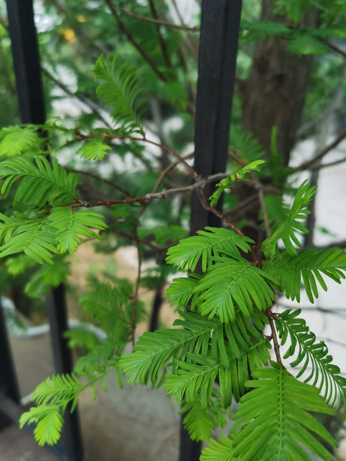 植物王国的活化石——水杉盆景