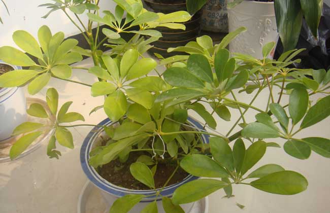 发财树