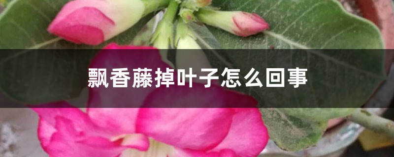 飘香藤掉叶子怎么回事,怎么办 飘香藤掉叶子怎么回事,怎么办