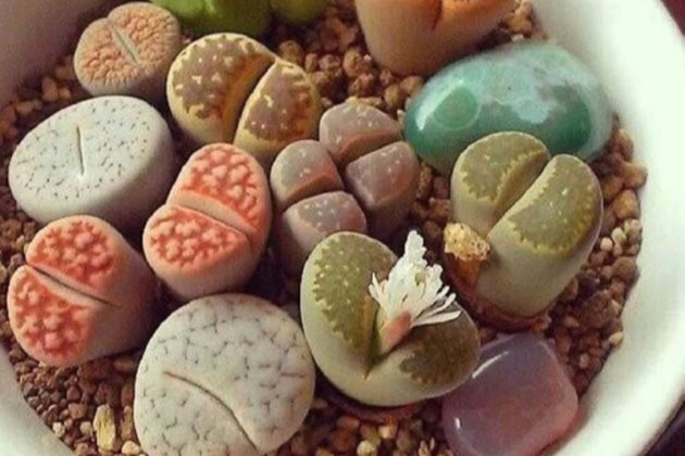 生石花