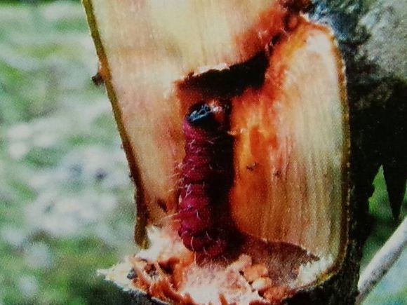 山茶花病虫害原色图谱以及病因、症状、发病规律和防治方法