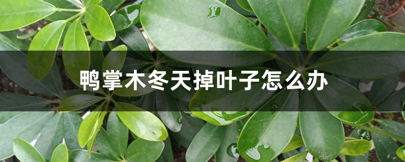 鸭掌木冬天掉叶子怎么办,为什么掉叶 鸭掌木冬天掉叶子怎么办,为什么掉叶