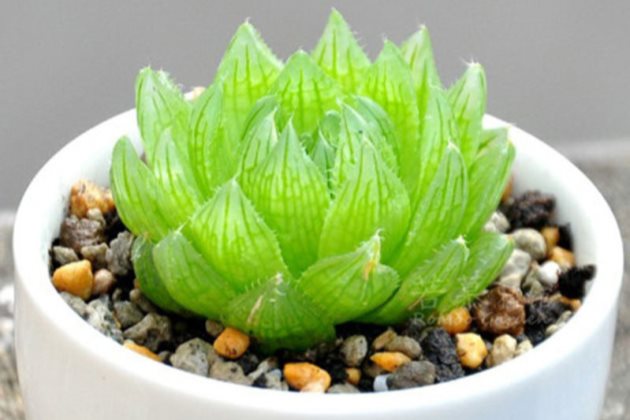 樱水晶