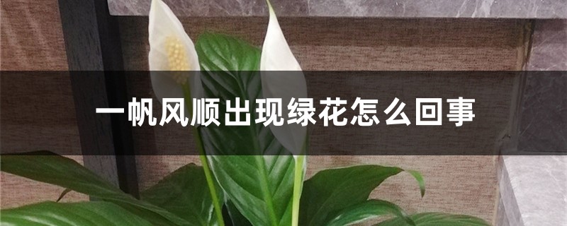 一帆风顺出现绿花怎么回事,怎么处理 一帆风顺出现绿花怎么回事,怎么处理