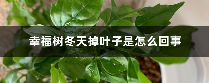 幸福树冬天掉叶子是怎么回事 幸福树冬天掉叶子是怎么回事