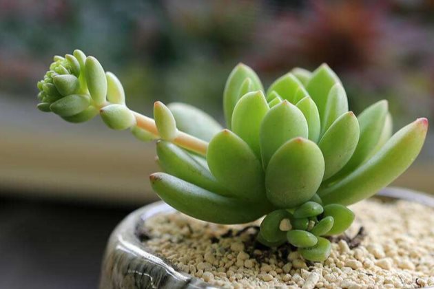 春萌