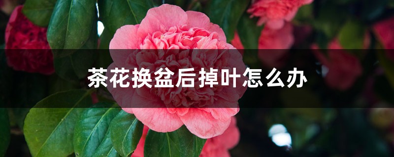 茶花换盆后掉叶怎么办,茶花怎么服盆 茶花换盆后掉叶怎么办,茶花怎么服盆