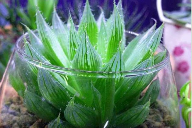 水晶掌