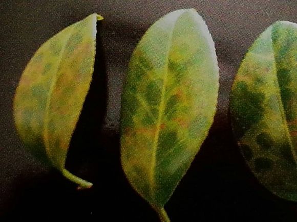 山茶花病虫害原色图谱以及病因、症状、发病规律和防治方法