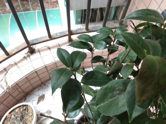 山茶花掉叶子怎么办