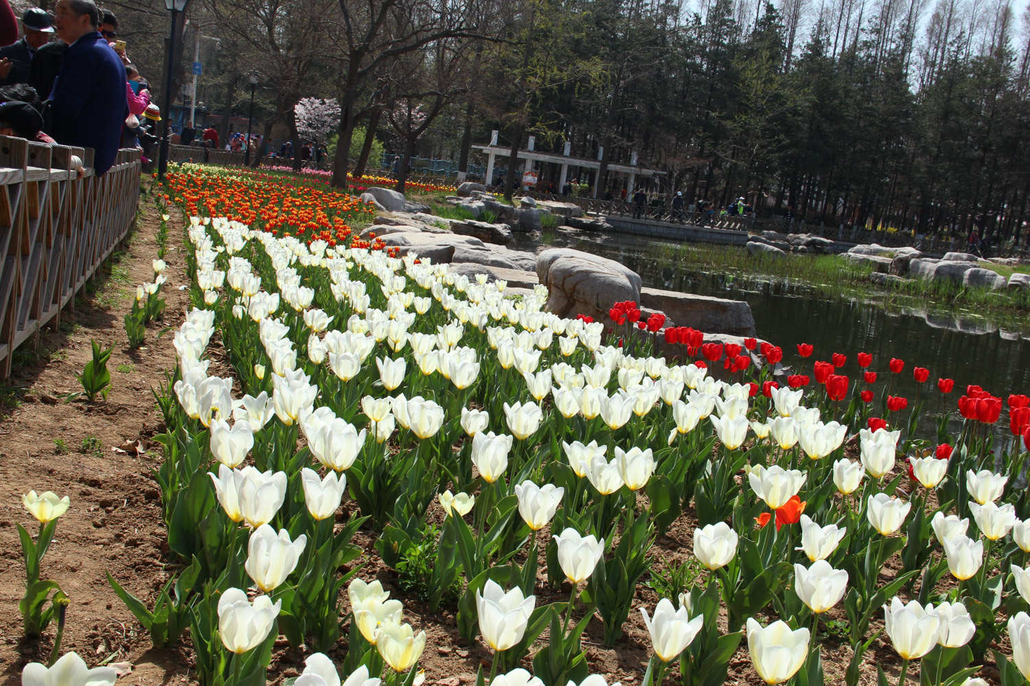 郁金香花海