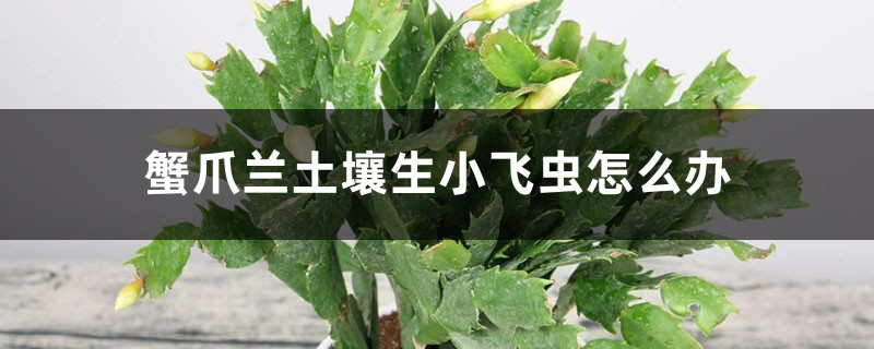 蟹爪兰土壤生小飞虫怎么办,土壤能用鸡蛋壳吗 蟹爪兰土壤生小飞虫怎么办,土壤能用鸡蛋壳吗