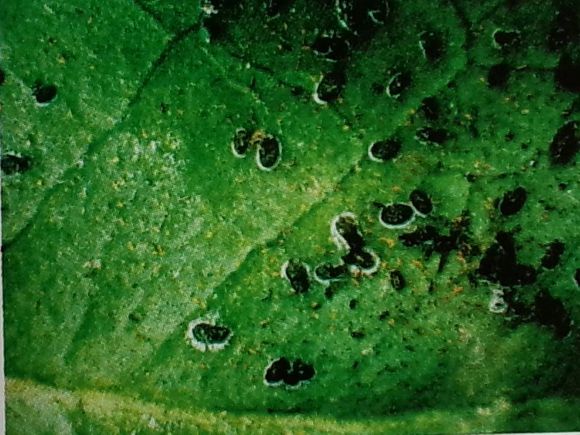 山茶花病虫害原色图谱以及病因、症状、发病规律和防治方法
